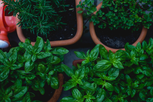 Kräuterblumentröge: Eine Bereicherung für Garten und Terrasse