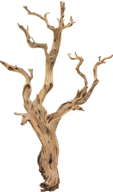 Ghostwood, sandgestrahlt, verzweigt, 120-140 cm