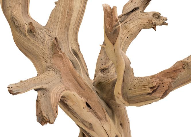 Ghostwood, sandgestrahlt, verzweigt, 120-140 cm