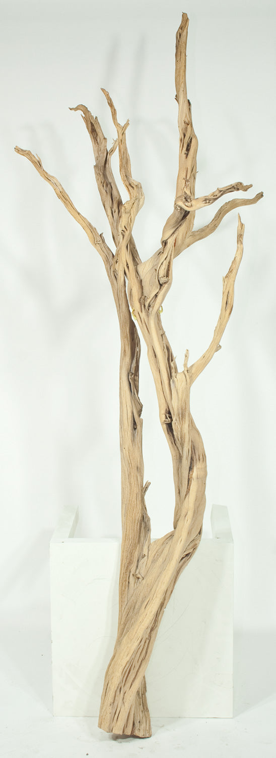 Ghostwood, sandgestrahlt, verzweigt, 150-175 cm