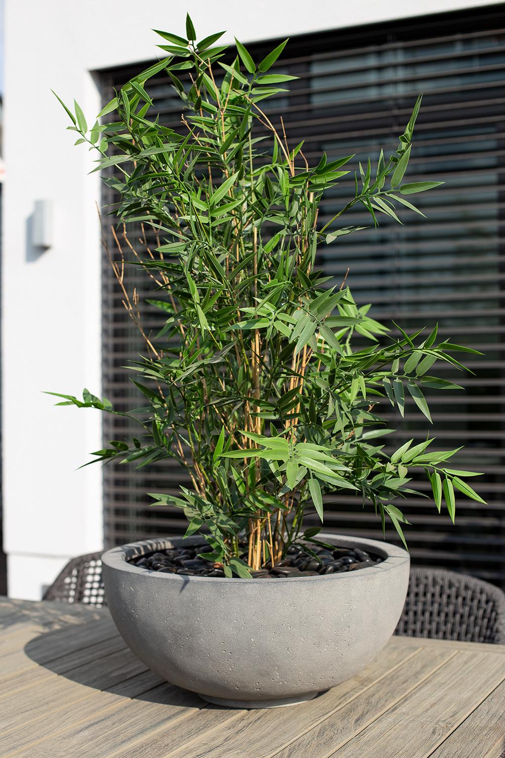 Polystone Ego Plus Pflanzschale, Ø 40 cm, Höhe 18 cm, grau