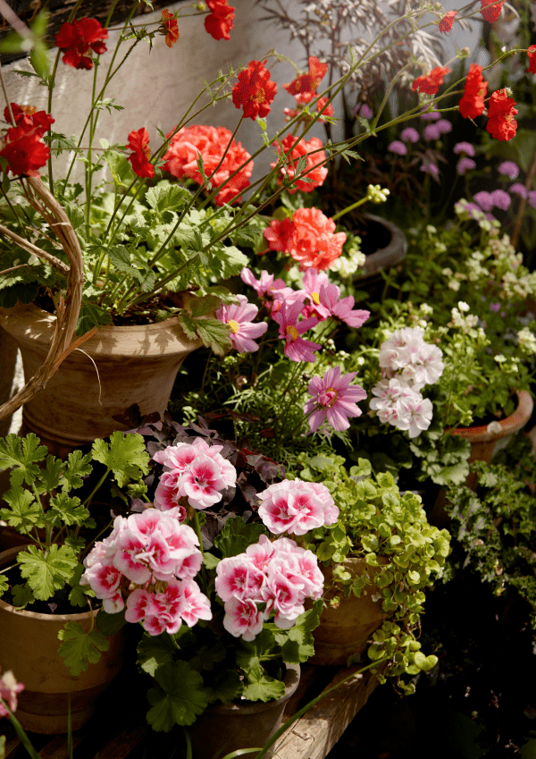 Wie Viele Pflanzen In 60 Cm Blumenkasten