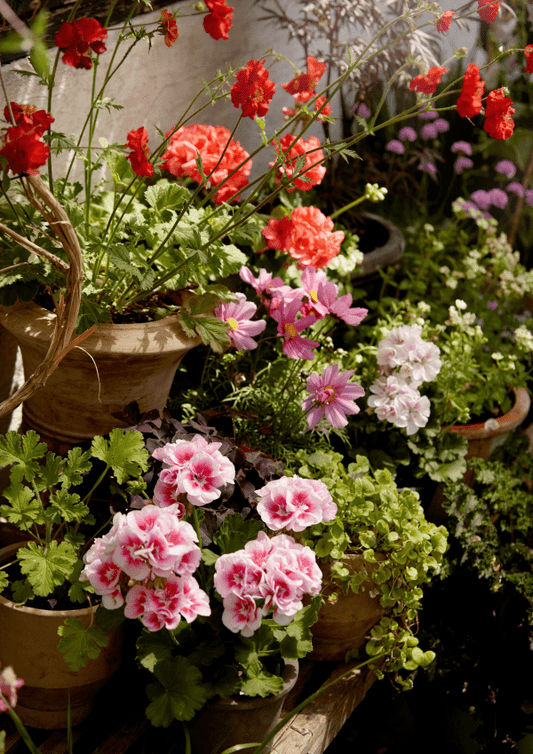 Wie viele Pflanzen passen in einen 60cm Balkon Blumenkasten?