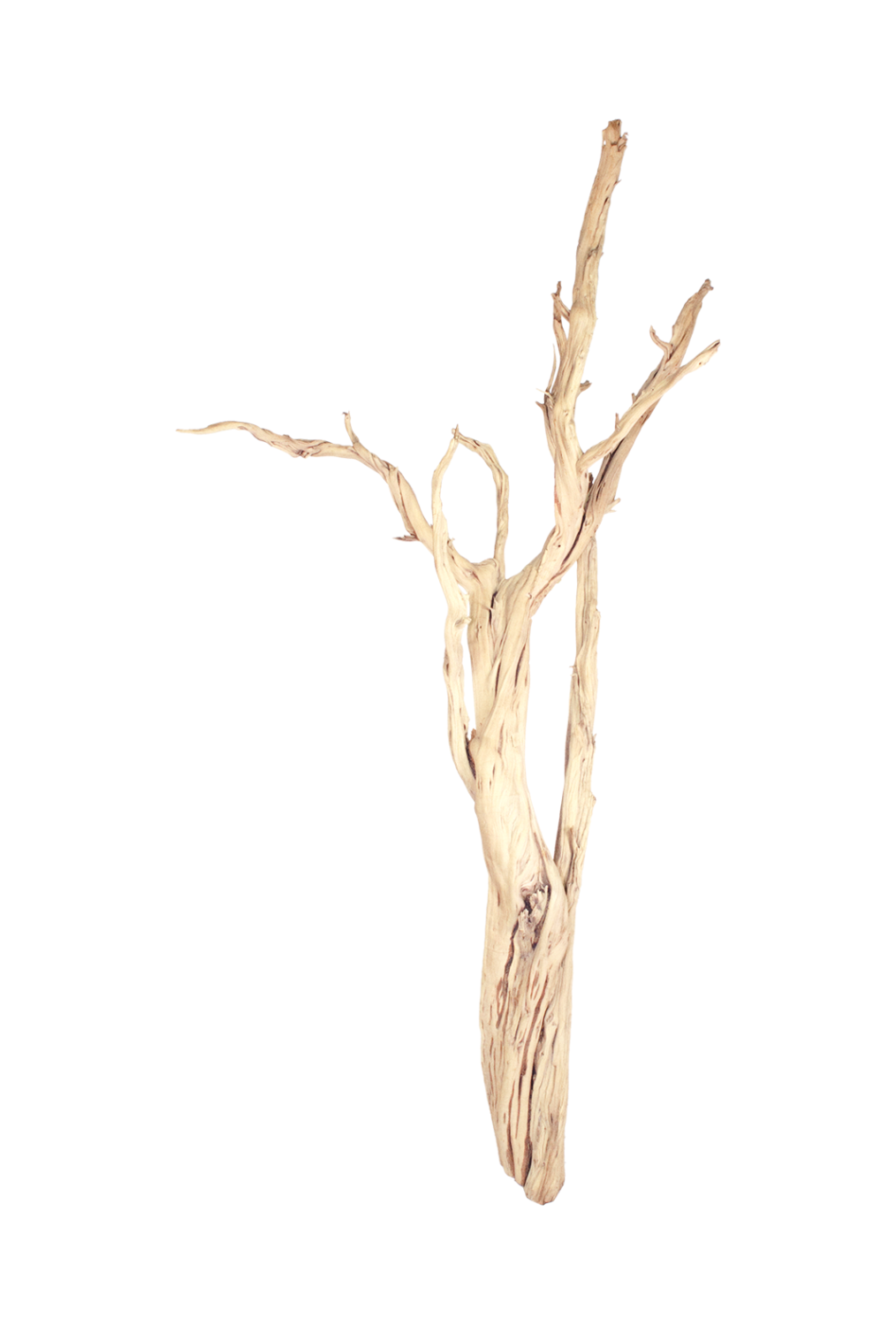 Ghostwood, sandgestrahlt, verzweigt, 90-100 cm