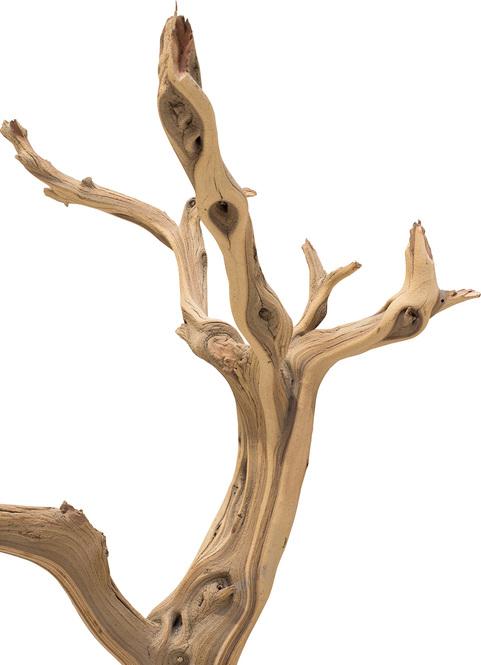Ghostwood, sandgestrahlt, verzweigt, 120-140 cm