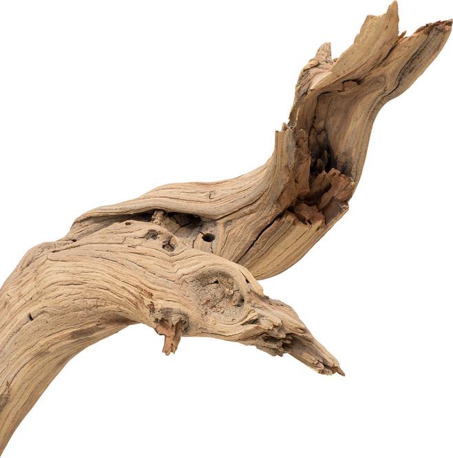 Ghostwood, sandgestrahlt, verzweigt, 120-140 cm
