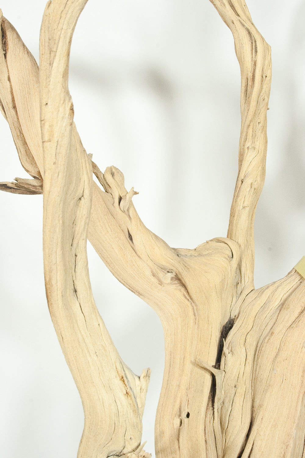 Ghostwood, sandgestrahlt, verzweigt, 150-175 cm