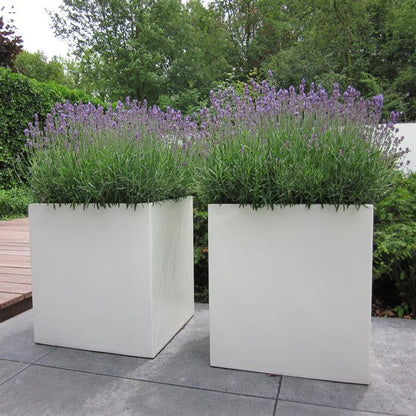 Hoher Pflanzkuebel aus Aluminium in Farbe weiß. Bepflanzt mit Lavendel Pflanzen.